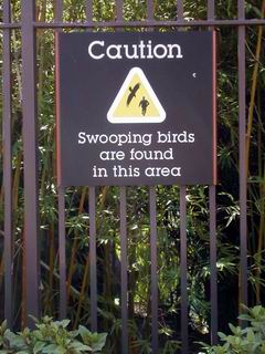 Sydney swooping birds sign