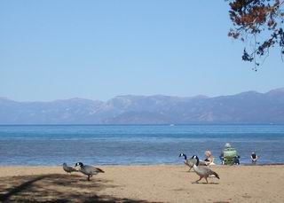 Lake Tahoe geese