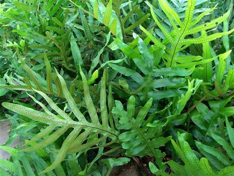 Ferns