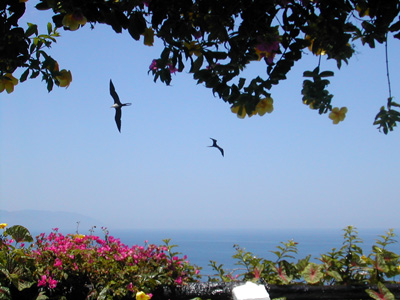 Ocho Cascadas frigate birds