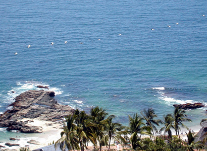 Ocho Cascadas pelicans