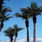 Marriott Palm Desert Timeshare