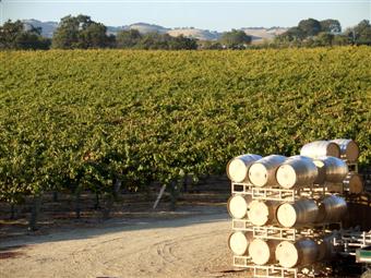 View of Zenaida Winery vineyards from the Loft