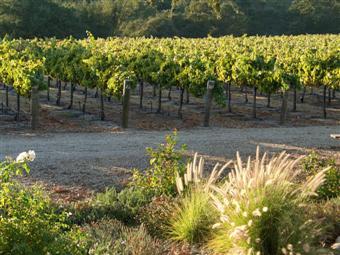 View of Zenaida Winery vineyards from the Loft