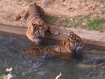 National Zoo tigers