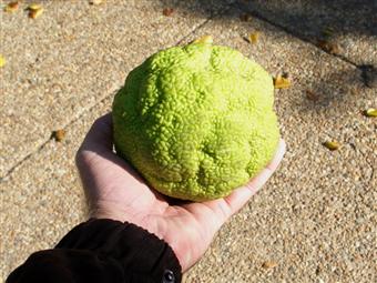Hedge apple fruit