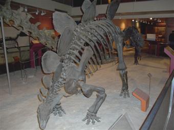 Stegosaurus skeleton