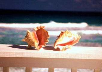 Bahamas conchs