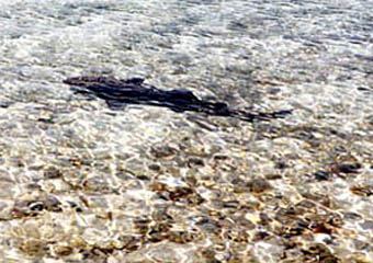 Bahamas shark