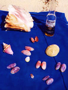 Bahamas shells