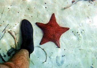 Bahamas starfish
