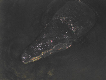 Cancun Captain's Cove crocodiles
