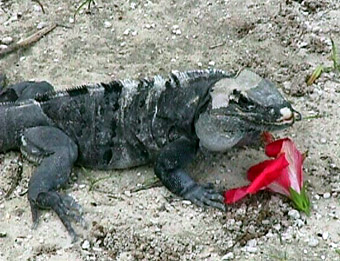 Cancun iguana