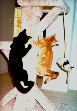 Playing on cuddle tree