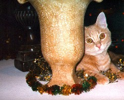 Harley laying by the urns