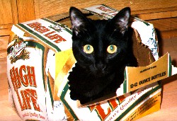 Moki looking out of beer carton