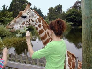 Christchurch New Zealand Orana Wildlife Park giraffes