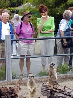 Christchurch New Zealand Orana Wildlife Park meerkats