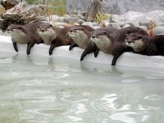 Christchurch New Zealand Orana Wildlife Park otters
