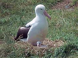 New Zealand Royal Albatross Center