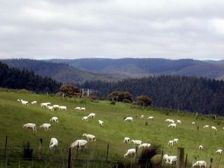 New Zealand sheep