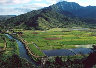 Kauai Hanalei Valley taro fields Scenic Overlook