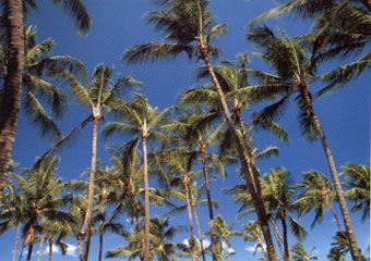 Kauai Coconut Coast