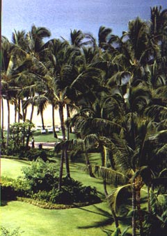 Marriott Kauai Beach Club landscaped roof