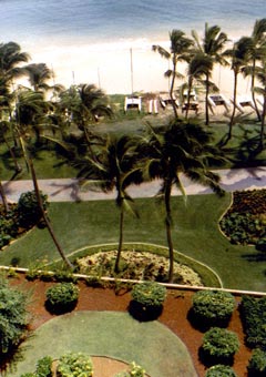 Marriott Kauai Beach Club coconut palms