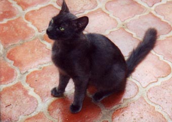 Kauai vacation cat