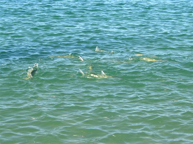 Hawaiian Bonefish fish-feeding demonstration