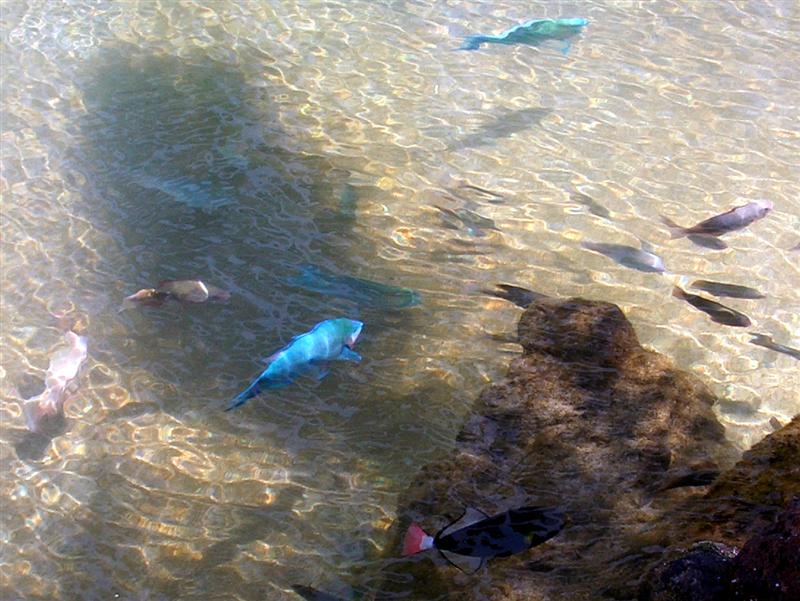 Marriott Ihilani tropical fish ponds