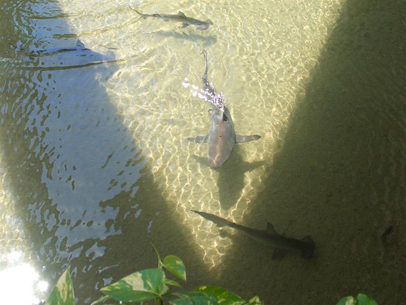 Marriott Ihilani shark pond