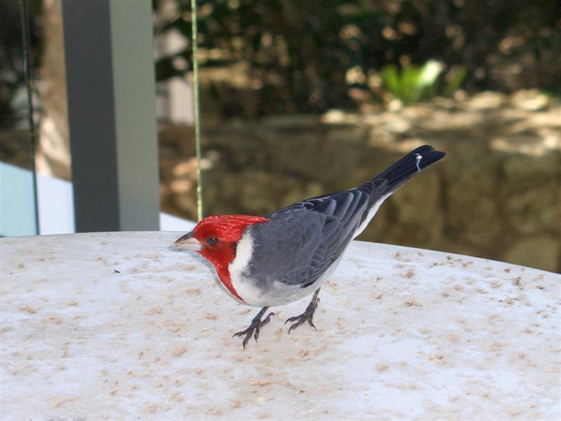 Red crested cardinal on our patio table