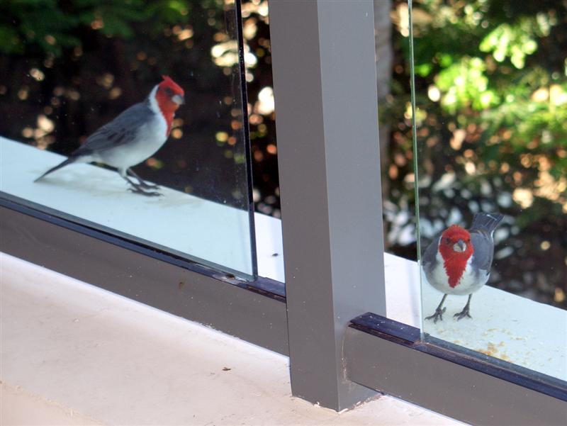 Red crested cardinals on our patio
