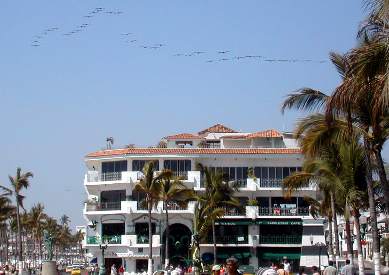 Puerto Vallarta Malecon pelicans