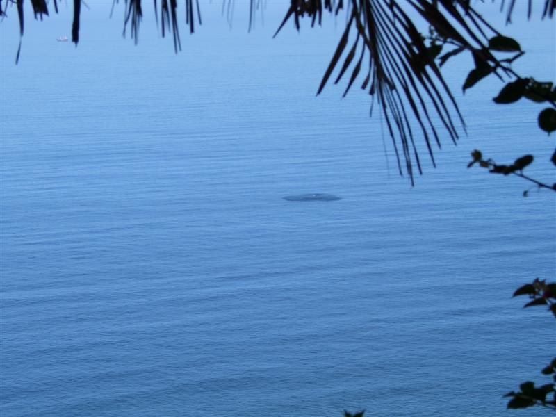 View of whale just off the beach below Ocho Cascadas