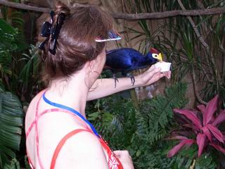 Discovery Cove Bird Aviary