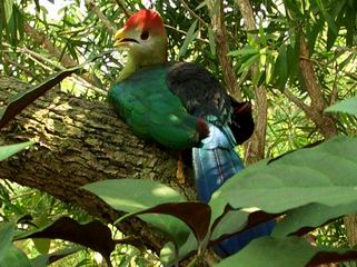 Discovery Cove Bird Aviary