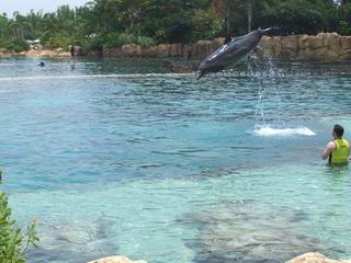 Discovery Cove Dolphin Jump