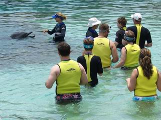 Discovery Cove Dolphin Swim Group