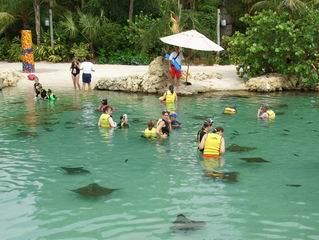 Discovery Cove Stingray Pool