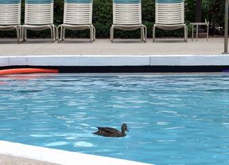 Marriott Imperial Palms Pool Duck