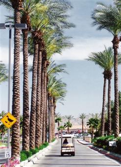 Palm Desert, Marriott Desert Springs, duck crossing sign, ducks