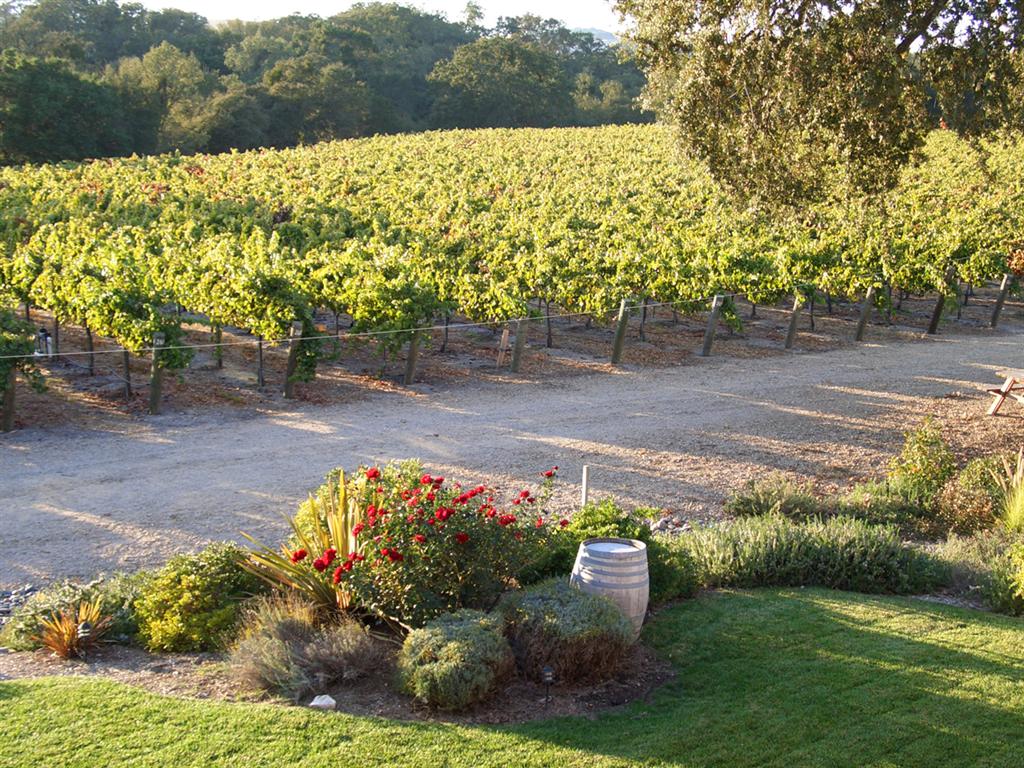 View of Zenaida Winery vineyards from the Loft