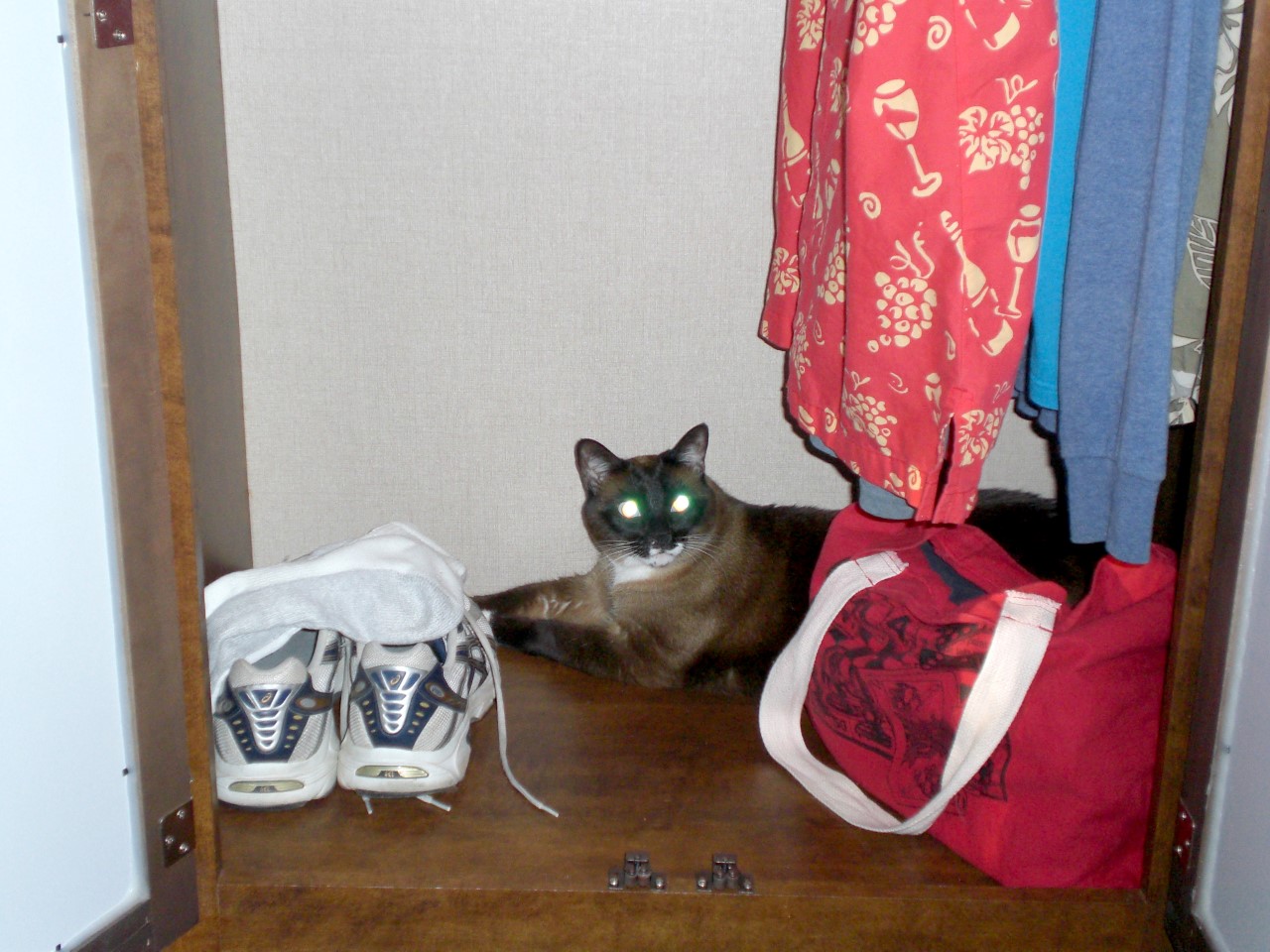 Barley cat in closet