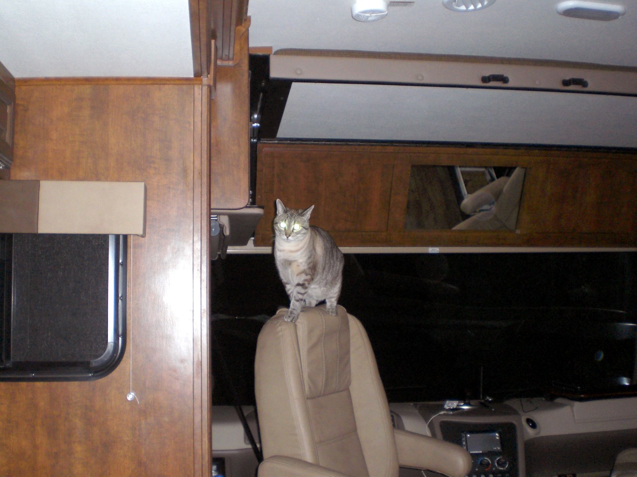 Cooper cat in RV