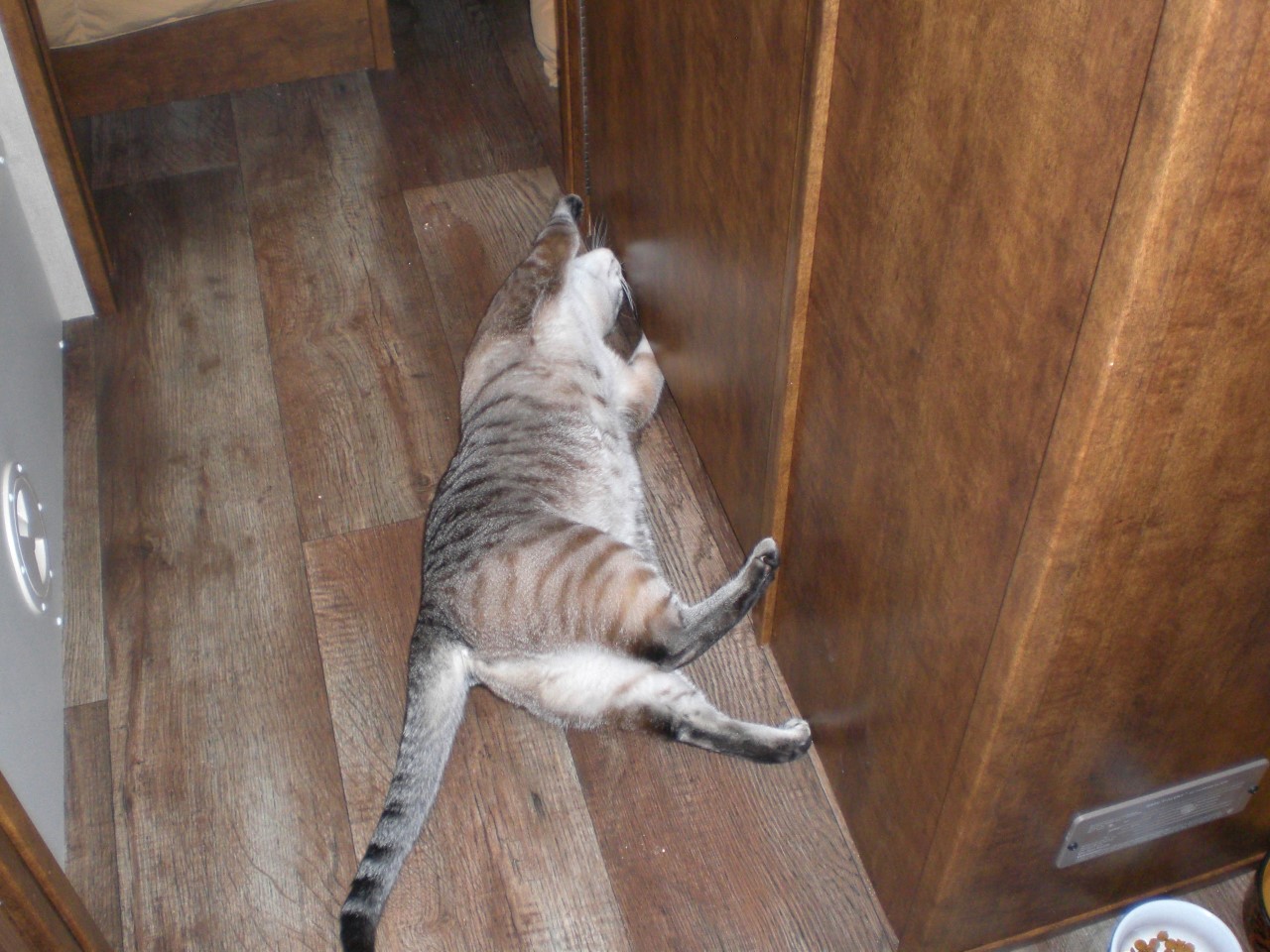Cooper cat in RV