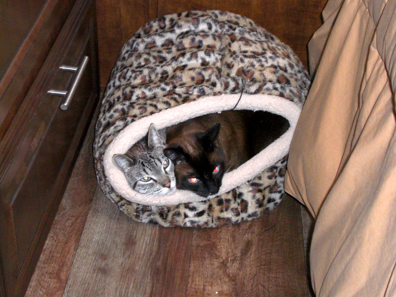 Kitties squeezed into one cat cozy