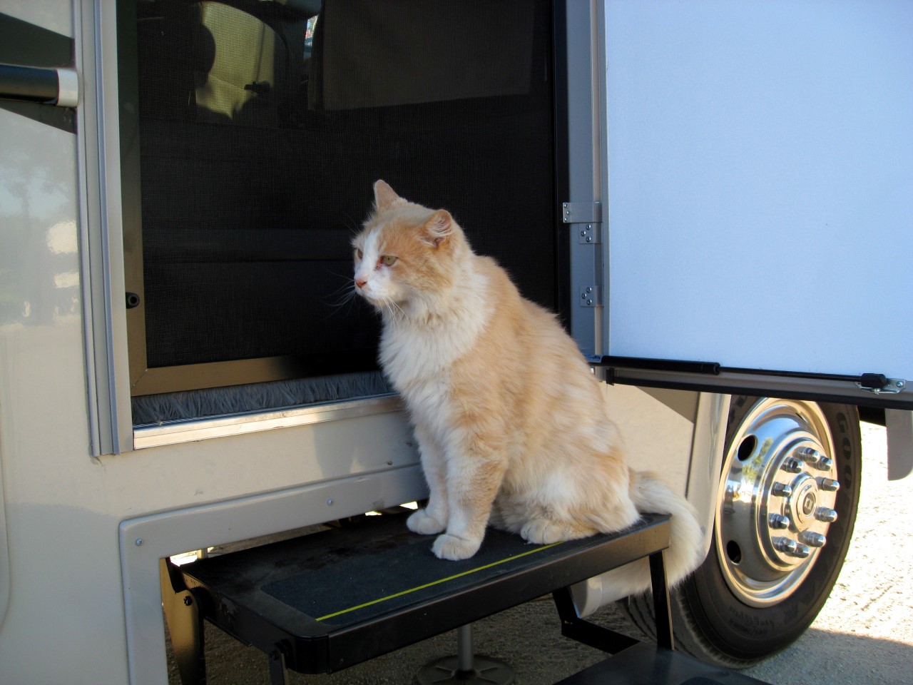 Rio Seco Winery cat